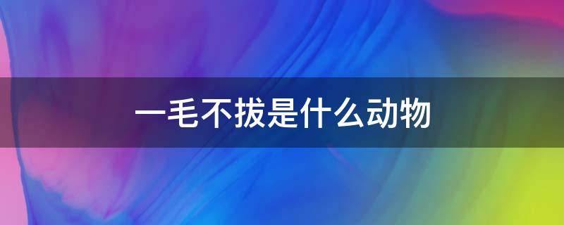 一毛不拔是什么动物 一毛不拔是什么动物有哪几肖