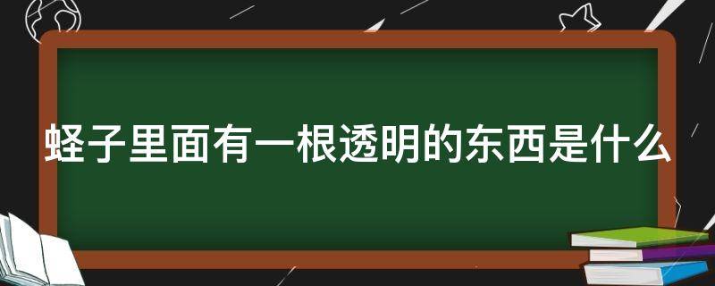 蛏子里面有一根透明的东西是什么（蛏子里面有一根透明的东西是什么呢）