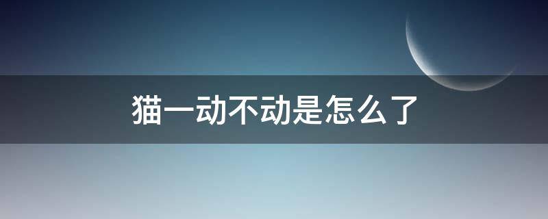 貓一動不動是怎么了（貓動不了了是怎么回事）