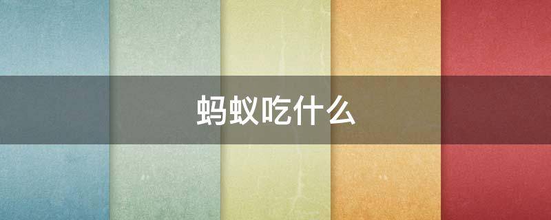 螞蟻吃什么 螞蟻吃什么會(huì)死