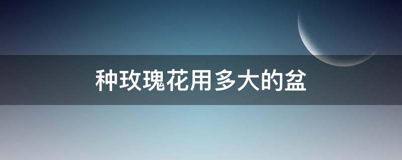 种玫瑰花用多大的盆 种玫瑰的花盆用多大的