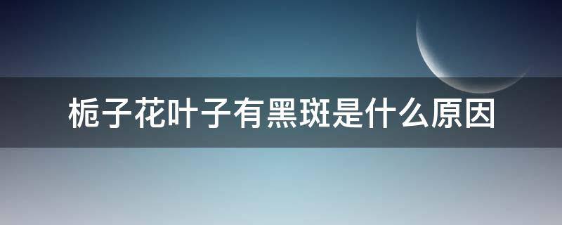 栀子花叶子有黑斑是什么原因（栀子花叶子长黑斑是什么原因）