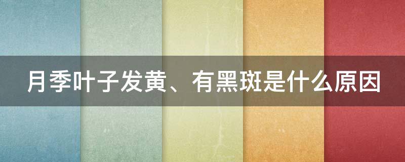 月季葉子發(fā)黃、有黑斑是什么原因（月季葉子發(fā)黃,有黑斑是什么原因引起的）