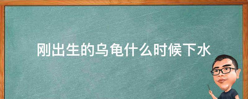 刚出生的乌龟什么时候下水 小乌龟什么时候下水