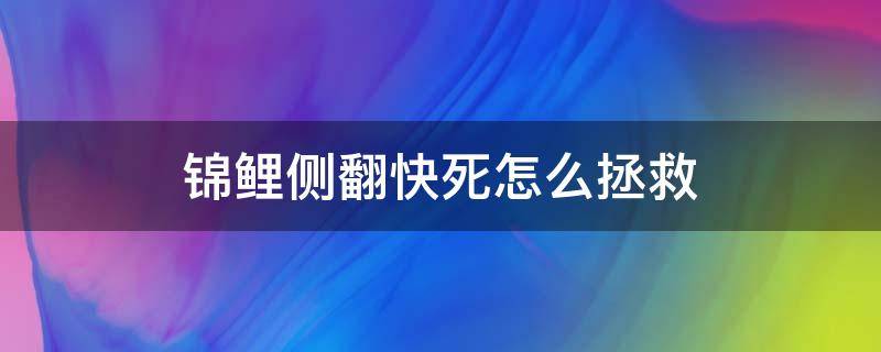 锦鲤侧翻快死怎么拯救 锦鲤侧翻还有救吗