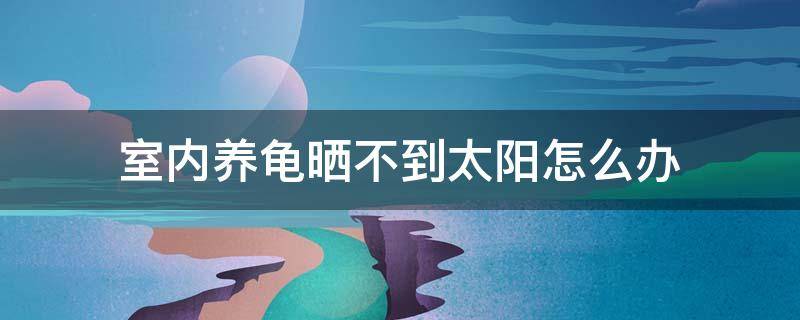 室内养龟晒不到太阳怎么办（乌龟没有太阳晒怎么办）