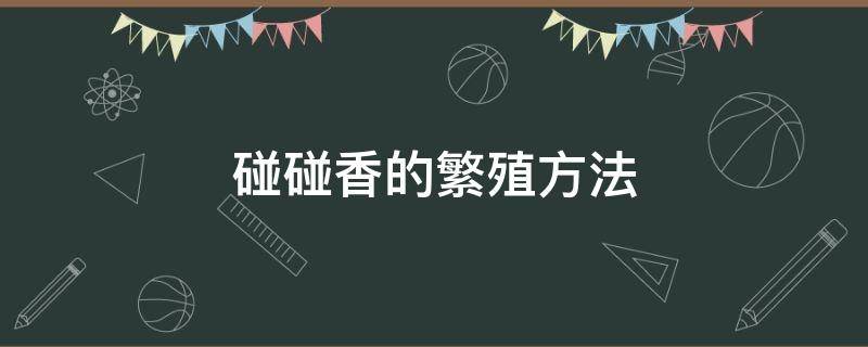 碰碰香的繁殖方法（碰碰香的繁殖方法视频）