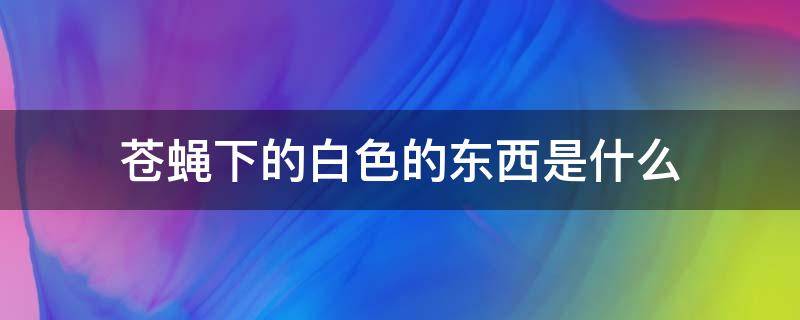 苍蝇下的白色的东西是什么（苍蝇拉出来白色的是什么）