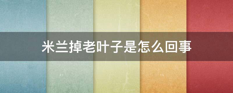 米兰掉老叶子是怎么回事 米兰花老掉叶子是怎么回事