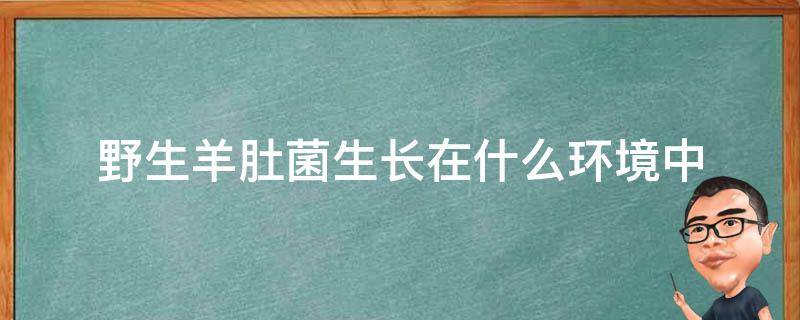 野生羊肚菌生长在什么环境中（羊肚菌野外什么地方生长）