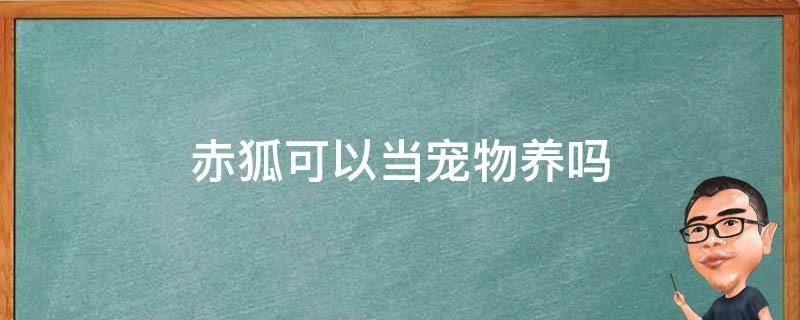 赤狐可以當寵物養(yǎng)嗎（人工飼養(yǎng)的赤狐可以養(yǎng)嗎）