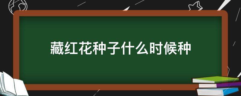 藏红花种子什么时候种（藏红花种子什么时候种植）