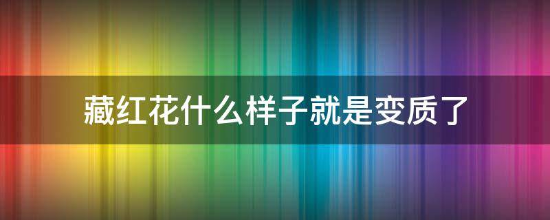 藏紅花什么樣子就是變質(zhì)了（藏紅花怎么看變質(zhì)）