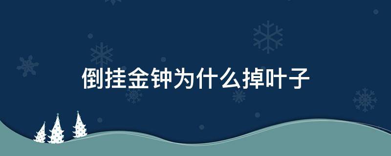 倒掛金鐘為什么掉葉子（倒掛金鐘為什么掉葉子和花蕾）