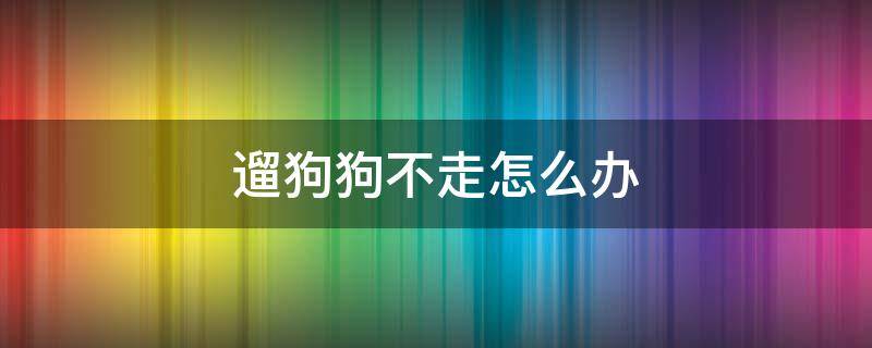 遛狗狗不走怎么办（遛狗,狗不走怎么办）