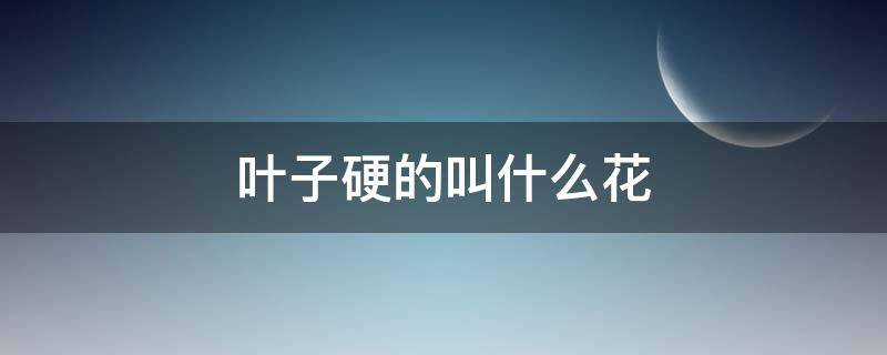 叶子硬的叫什么花（叶子很硬的叫什么）