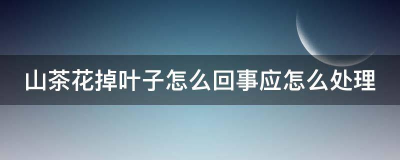 山茶花掉叶子怎么回事应怎么处理（山茶花掉叶子是怎么回事?）