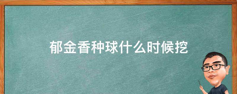 郁金香种球什么时候挖（郁金香种球什么时候挖出来）