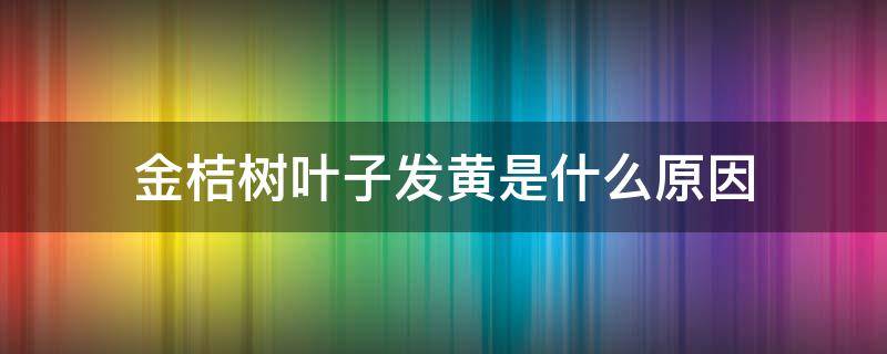 金桔树叶子发黄是什么原因 金桔叶黄了什么原因