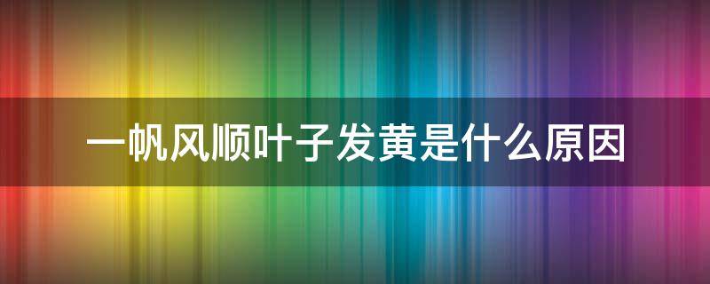 一帆风顺叶子发黄是什么原因（一帆风顺叶子发黄是什么原因怎么治疗）