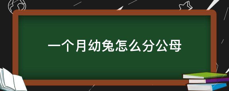 一个月幼兔怎么分公母 一个月小兔怎么分公母