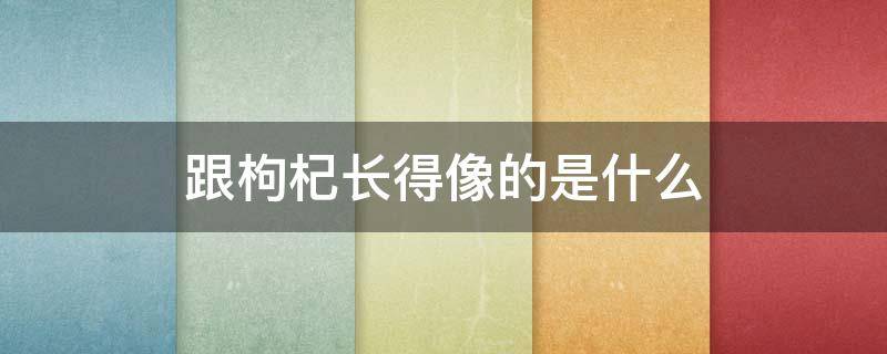 跟枸杞长得像的是什么 跟枸杞子长的一样的是啥