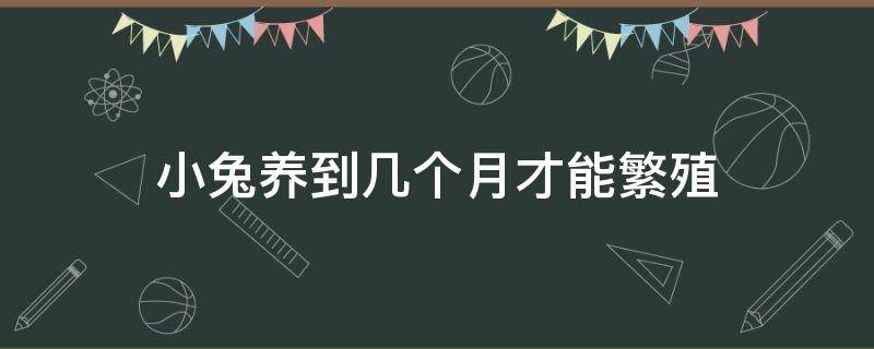 小兔养到几个月才能繁殖 小宠物兔几个月可以繁殖