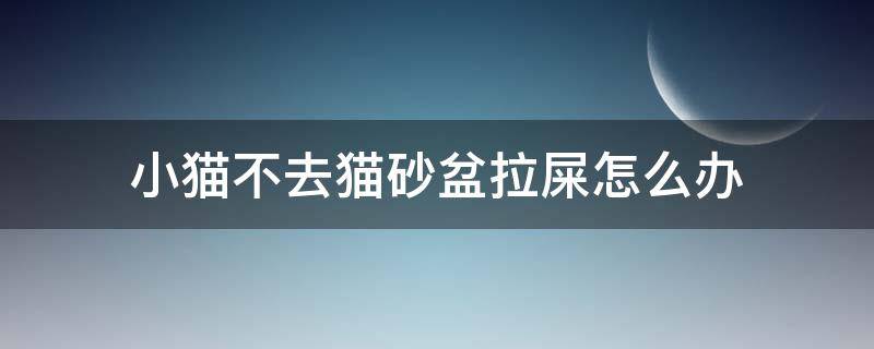 小猫不去猫砂盆拉屎怎么办 小猫咪不去猫砂盆拉屎怎么办