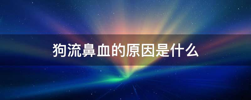 狗流鼻血的原因是什么 狗流血鼻子是怎么回事