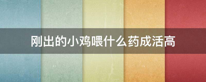 刚出的小鸡喂什么药成活高 刚孵出的小鸡吃什么药