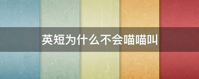 英短为什么不会喵喵叫 英短猫为什么不会喵喵叫