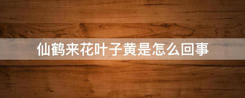 仙鹤来花叶子黄是怎么回事 仙鹤来叶子渐渐发黄是怎么回事