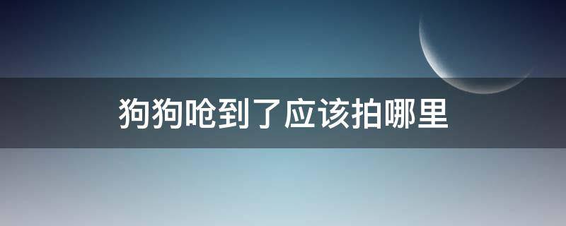 狗狗嗆到了應(yīng)該拍哪里 狗狗這幾天一直像被嗆到