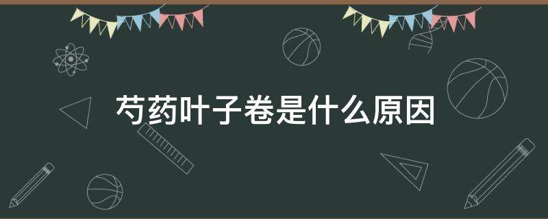 芍药叶子卷是什么原因（芍药花叶卷曲是怎么回事）