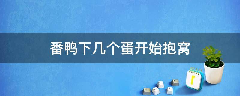 番鸭下几个蛋开始抱窝 番鸭下多少个蛋开始抱窝