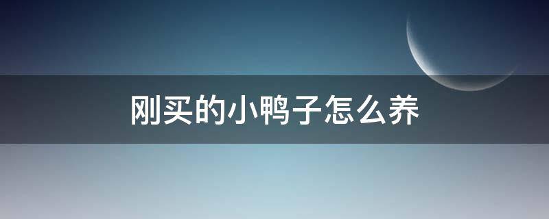 刚买的小鸭子怎么养 刚买的小鸭子怎么养夏天