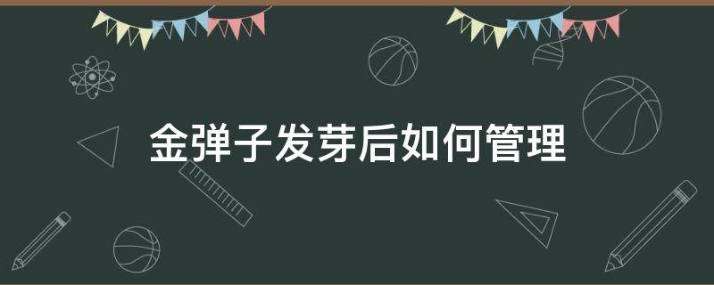 金弹子发芽后如何管理 金弹子发芽注意事项