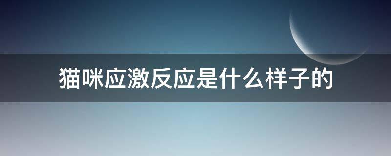 猫咪应激反应是什么样子的 猫咪的应激反应是什么样子的