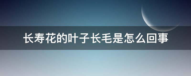 长寿花的叶子长毛是怎么回事 长寿花叶子长毛是什么原因