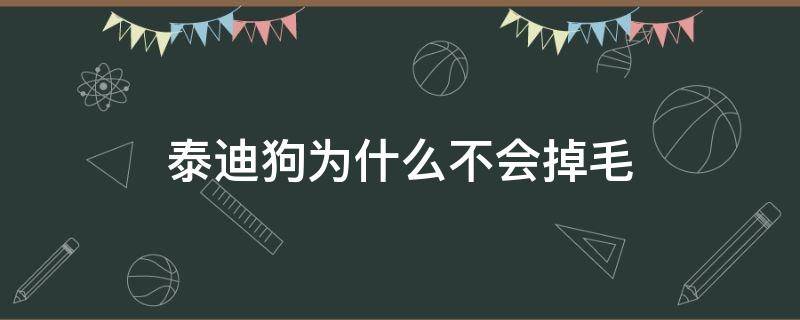 泰迪狗为什么不会掉毛 泰迪狗不会掉毛吗