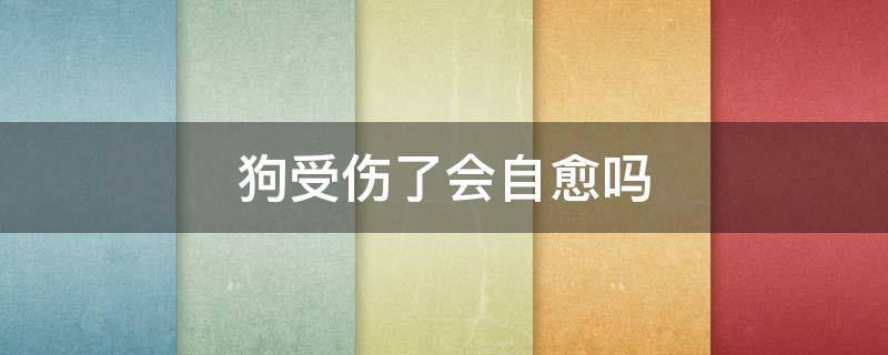 狗受伤了会自愈吗 狗狗受伤了会自愈吗