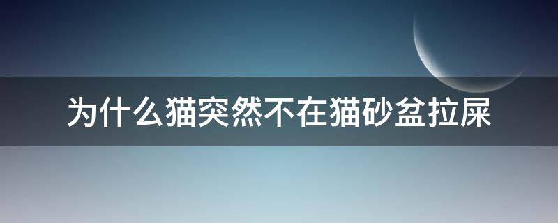 为什么猫突然不在猫砂盆拉屎（为什么猫突然不在猫砂盆拉屎了）