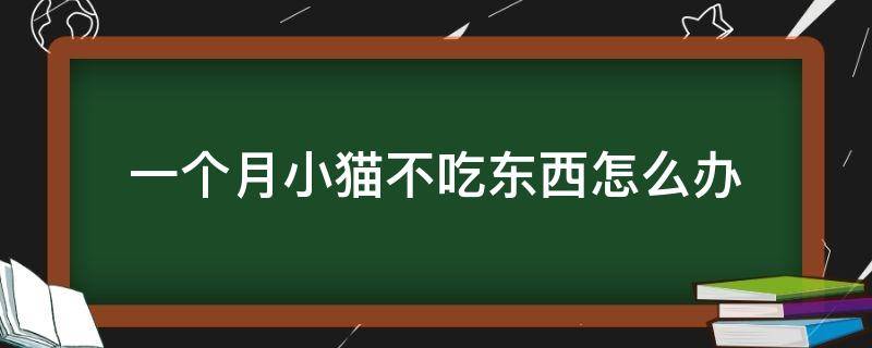 一个月小猫不吃东西怎么办 一个半月小猫不吃东西怎么办