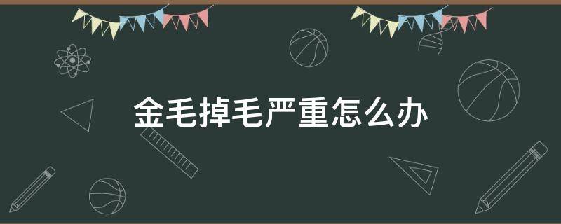 金毛掉毛严重怎么办 成年金毛掉毛严重怎么办