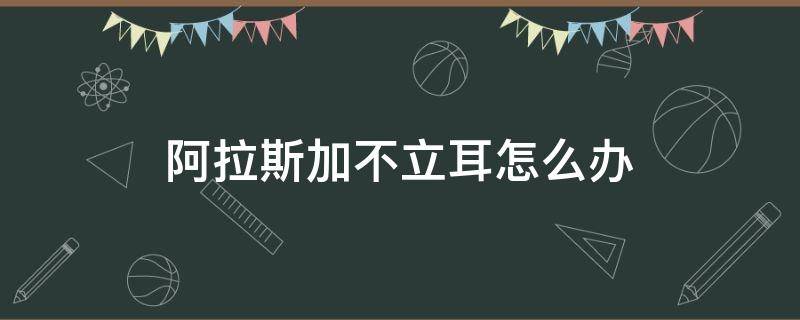 阿拉斯加不立耳怎么办 阿拉斯加不立耳会怎么样