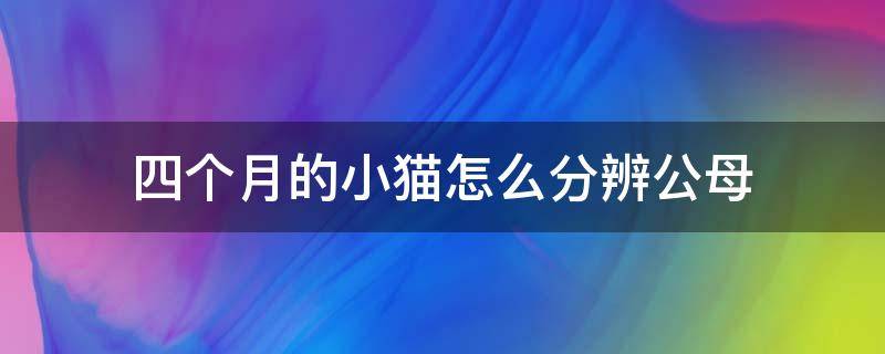 四个月的小猫怎么分辨公母 四个月大的猫咪怎么区分公母