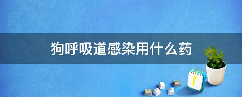 狗呼吸道感染用什么药 狗呼吸道感染用什么药好