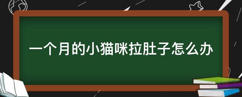 一个月的小猫咪拉肚子怎么办 一个月的猫咪拉肚子该怎么办