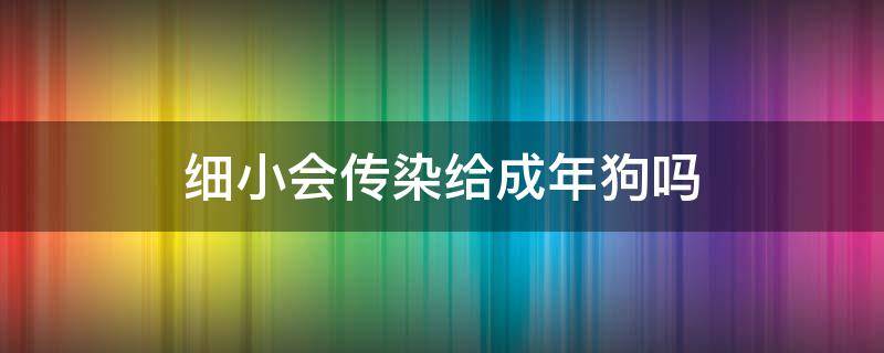 细小会传染给成年狗吗 细小会传染给成年的狗狗吗