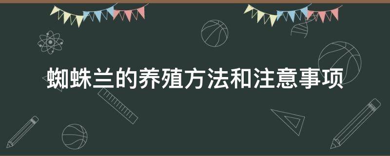 蜘蛛兰的养殖方法和注意事项 蜘蛛兰生长环境